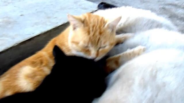 Массаж - это не только дорогое удовольствие, но и стиль жизни