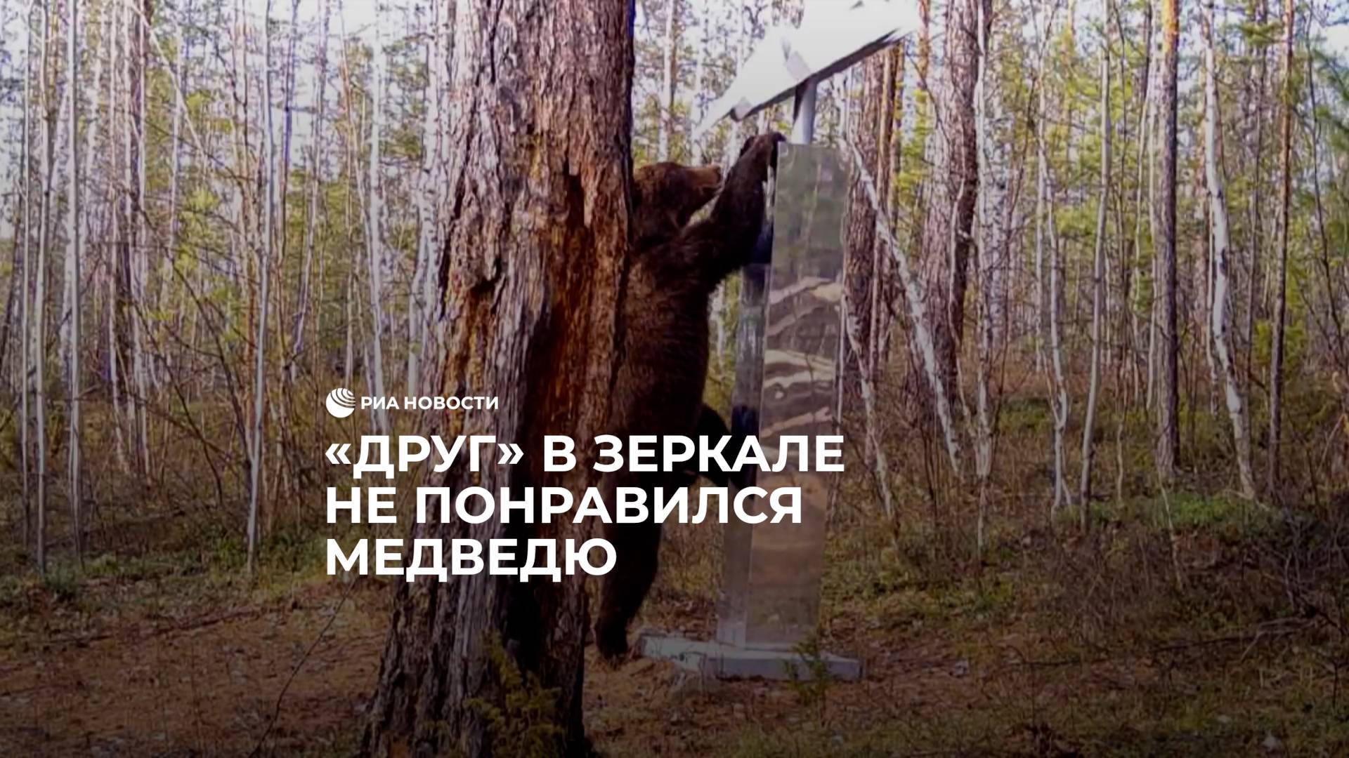 Медведь сломал памятник
