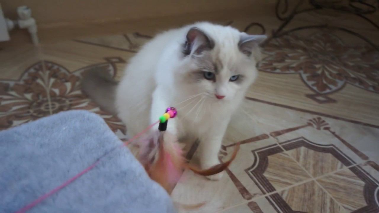 RAGDOLL. Charles Woolly Bolls. 28.08.2019 г.р.