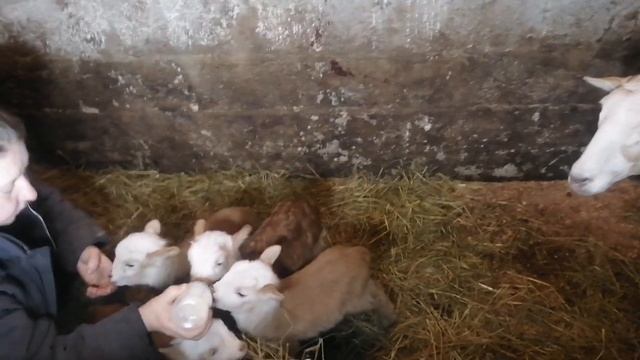 Осложнение у Катумской овцы после окота. Кормление ягнят. Микро порез. Атония рубца. Лечение.