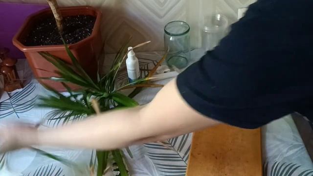 Драцена- черенкование✂️. Результат спустя 1 месяц!?