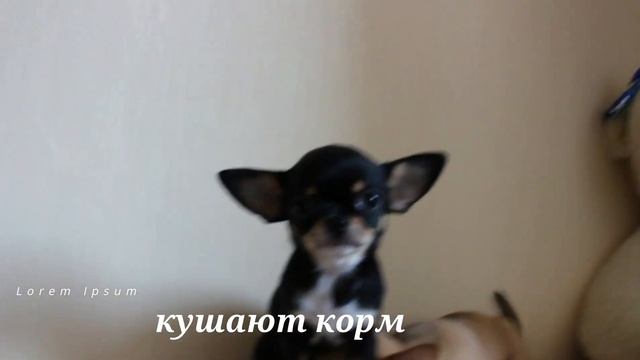 Щенкам чихуахуа 3 мес.Проданы