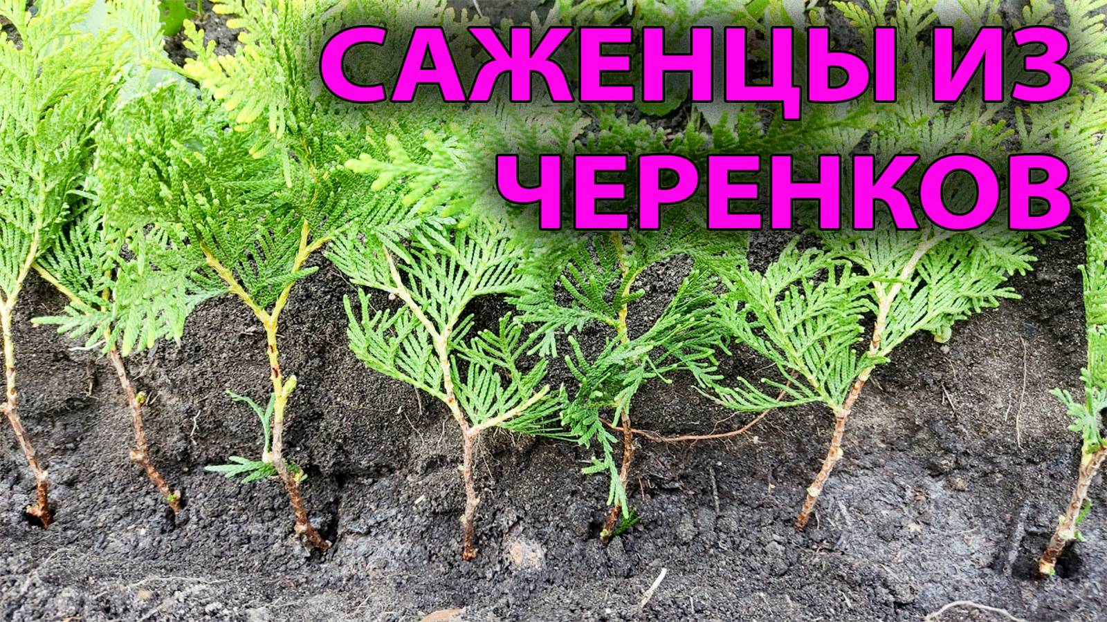 🌲 Размножаем тую черенками в СЕНТЯБРЕ: Пошаговая инструкция. Туя из черенка своими руками 👍