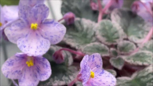 African Violets - May 2023