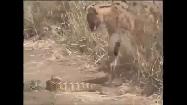 Большая кошка сьела змею  Видео про животных  Смешное видео
