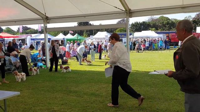 27.06.19 Windsor Championship dog show. England.  Виндзор, Англия, выставка Кавалер Кинг Чарльз сп.