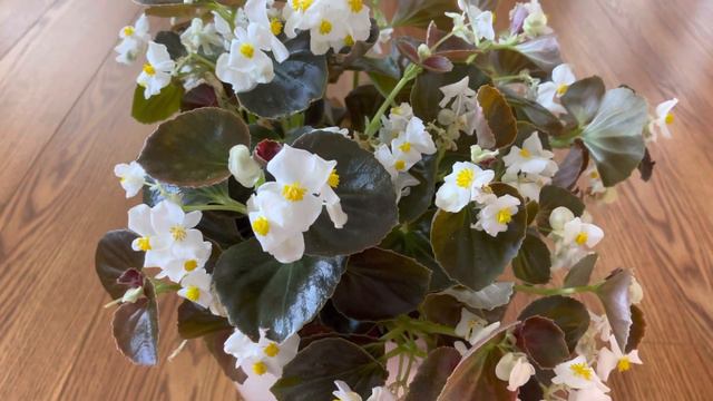Begonia harmony white and it’s care