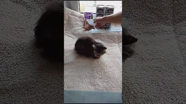 Мои лапки искривлены , но я хочу жить как все ❤️