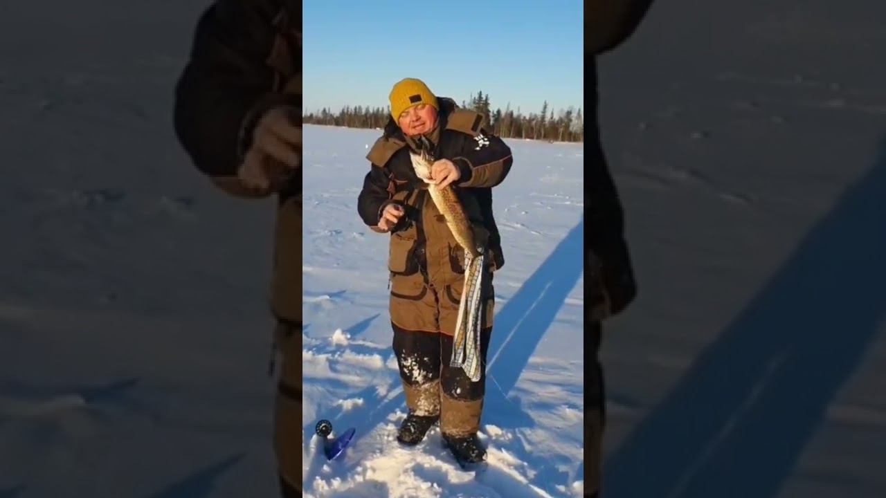 Поклёвка за поклевкой и все рыбы, как на подбор. Даже жалко вроде, что зима заканчивается.