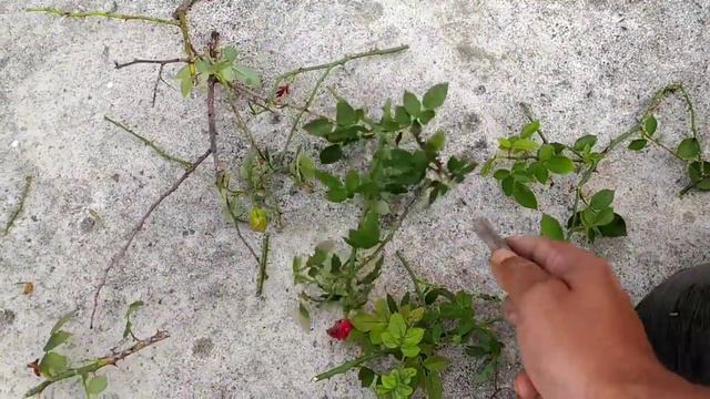 How to grow healthy rose