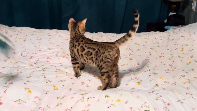 Бенгальский котенок мальчик