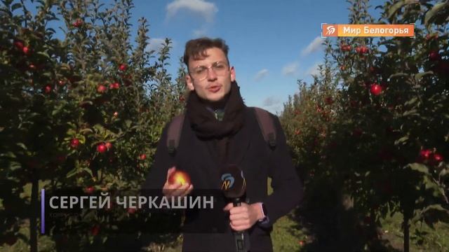 Как проходит сбор урожая яблок
