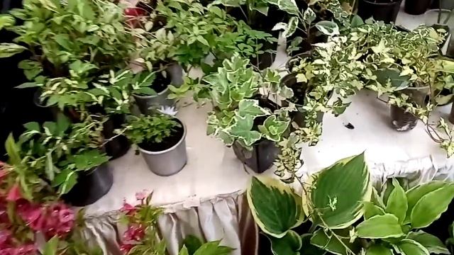Выставка в Краснодаре 4-5 июня. Красота!