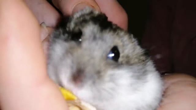 Как кушает хомячек? Милейшее видео) Хомяк Джесси и Джерри