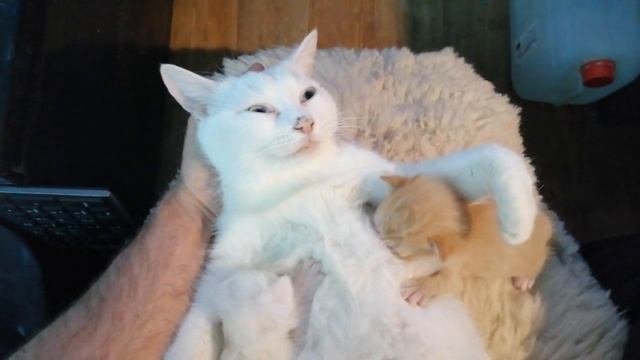Кошка кормит двух котят. (cat feeds two kittens)