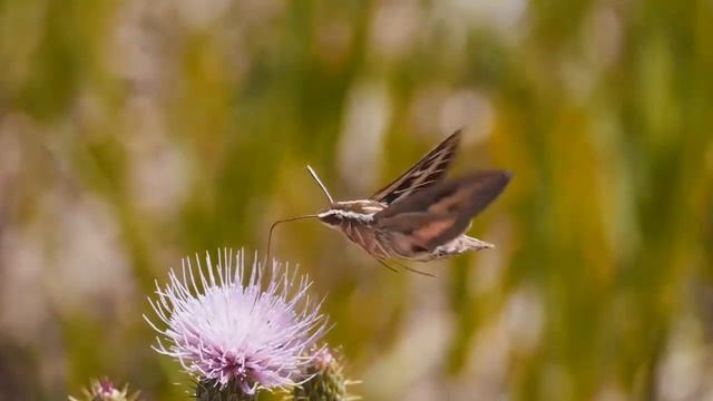 Релакс-музыка для души и живой природы. Relax music for the soul and wildlife.