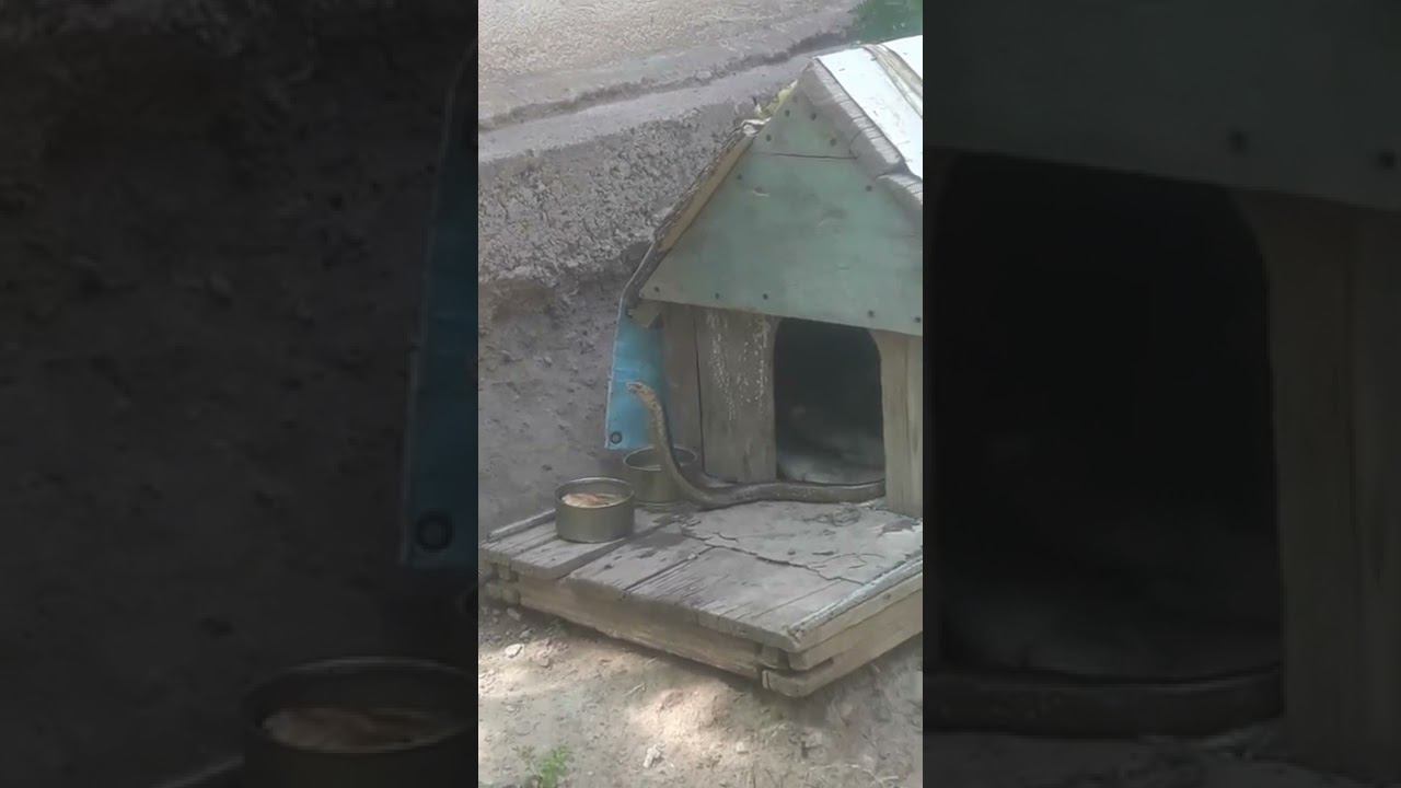 Змея вместо собаки