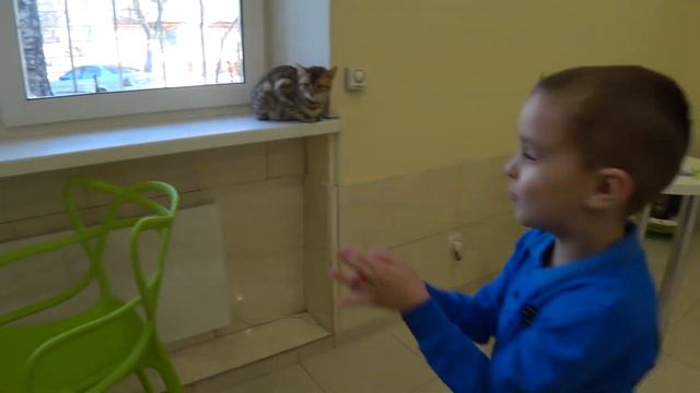 Cat House /Днепр./ Котокафе, релакс и Бенгальские котики