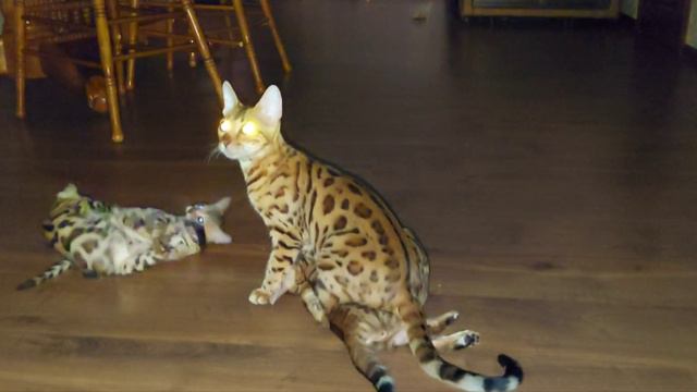 мама кошка играет с котятами