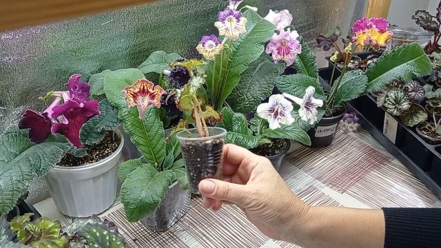 Предлагаю для продажи деток декоративно лиственных бегоний и не только на 12.10.23.