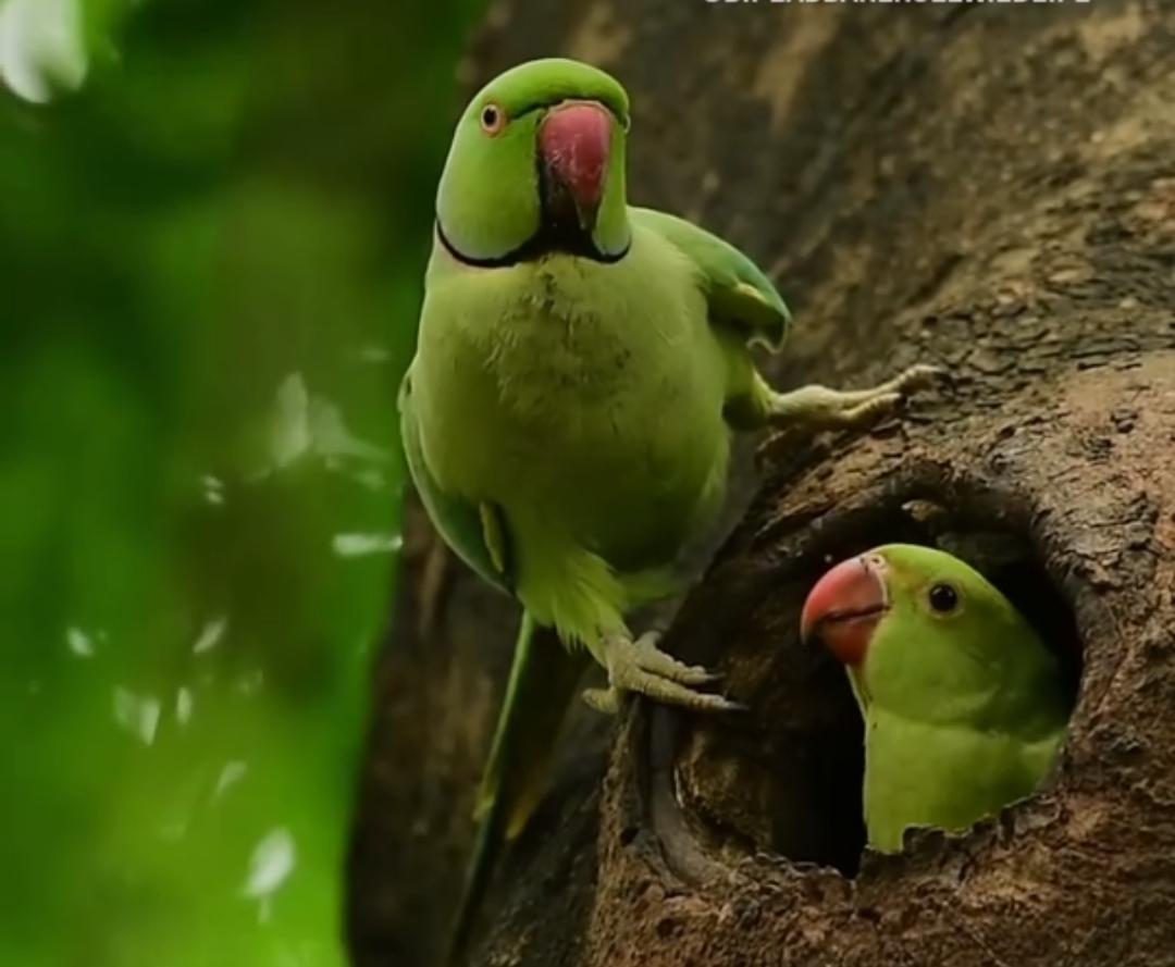 A parrot is feeding its baby ❤️. Amazing video