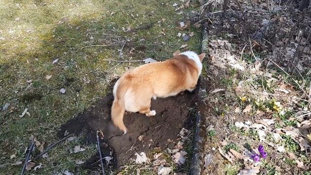 #81 Моя вышивальная  неделя  с 11.03 по 18.03. Вышивальное Уно карта N71