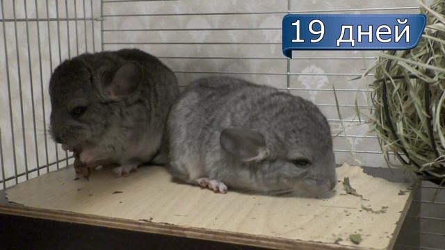 Шиншиллы ОТ 0 ДО 8 НЕДЕЛЬ