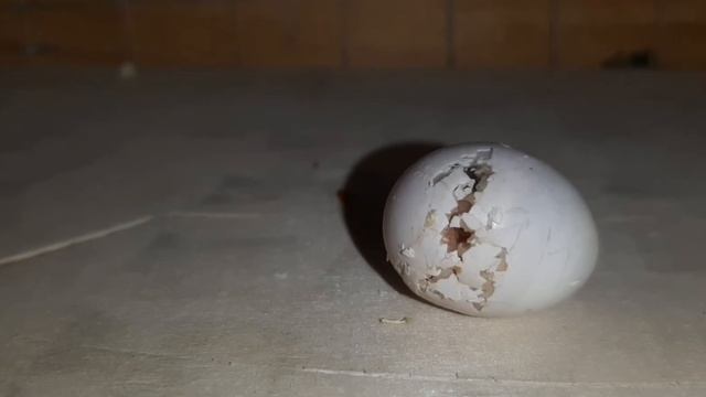 Вылупление волнистого попугая из яйца. Как вылупляется попугайчик. The birth of a baby budgie.