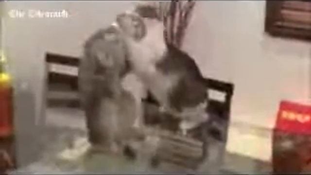 Кот Джон Сина