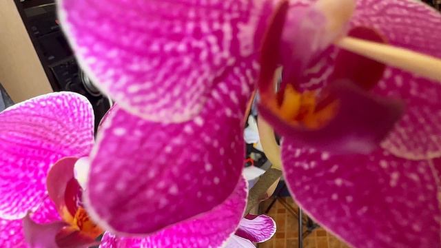 Опыление орхидеи Кимоно и Амадора