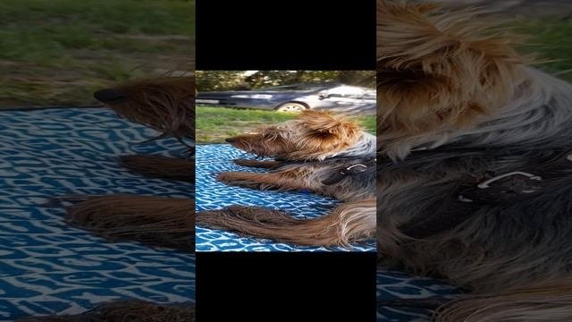Йорк лето отдых