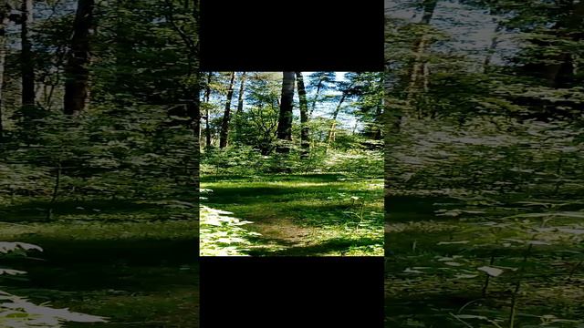 Прогулка в сосновом лесу: красота природы, высокие деревья сосны и ели, весенняя зелень. 19 мая. Ч.7