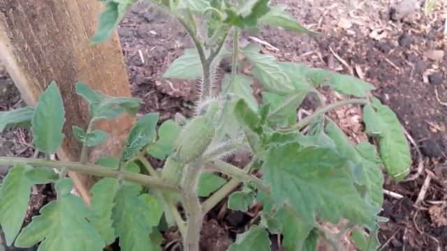 Садим тыквы Вьетнамские поросята