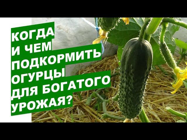 Когда и чем подкормить огурцы для богатого урожаяWhen and what to feed cucumbers for a rich harvest