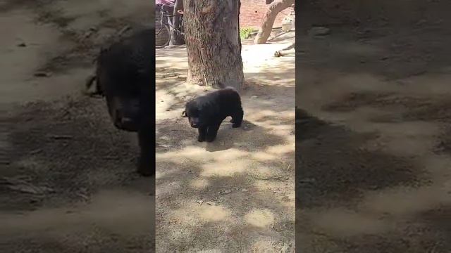 Black german shepherd puppy available 7506191799