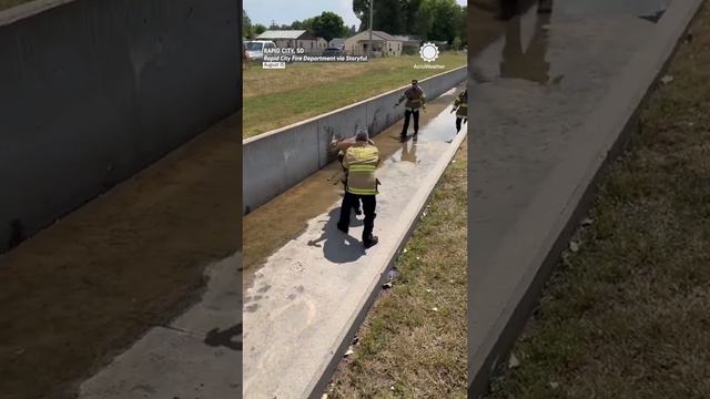 Пожарные в Южной Дакоте спасли детеныша оленя 🦌 #животные