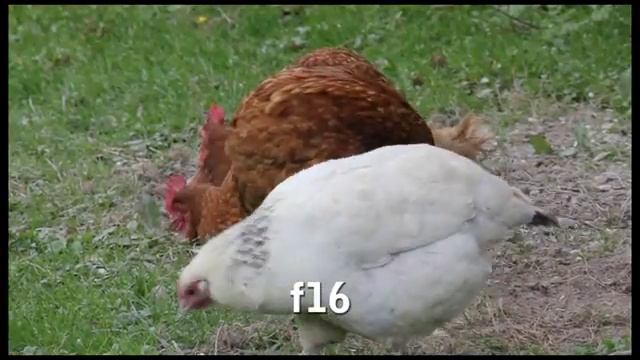 Canon EOS 550D and Canon EF 28-70mm f2.8 Lens.flv