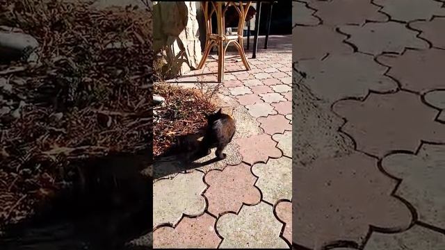 коты едят ролы