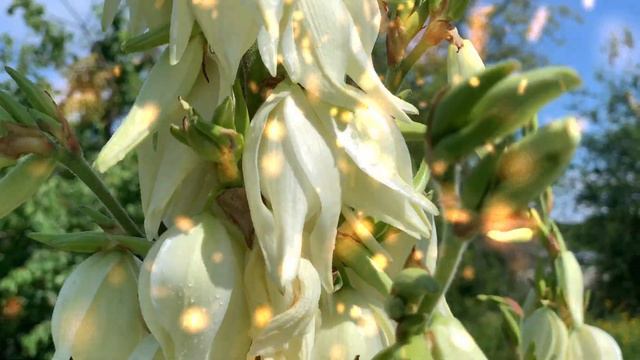 Благодарность Родителям! Поздравление пожилым людям