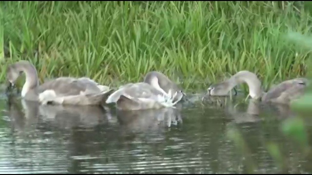 Лебединое семейство