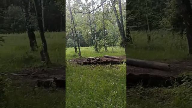 Наматываем шаги Челюскинский лес