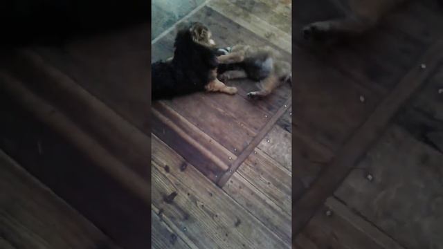 Собачки играют. Щенок против сучки. Dogs playing. Puppy against knots. Щеня проти сучки.