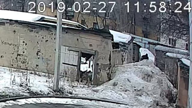 Воруют труп собаки