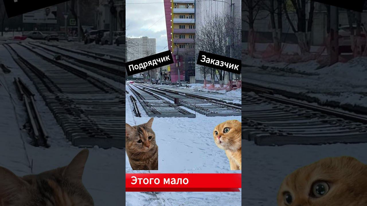 Пути саратовских котов #мем #коты #пути #топ #скандал #юмор
