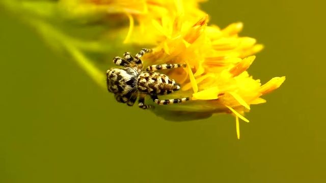 Jumping Spider in Close-Up Macro
