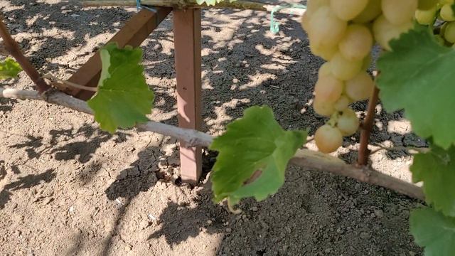 АССОРТИ ГФ ВИНОГРАДА НА 17.08.2024г.
ТЕЛ: 8989 538 12 89 (Ватсап).