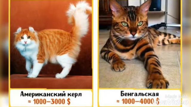 Самые дорогие кошки в мире|Буся Мяу