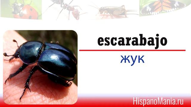 Испанский язык: Насекомые