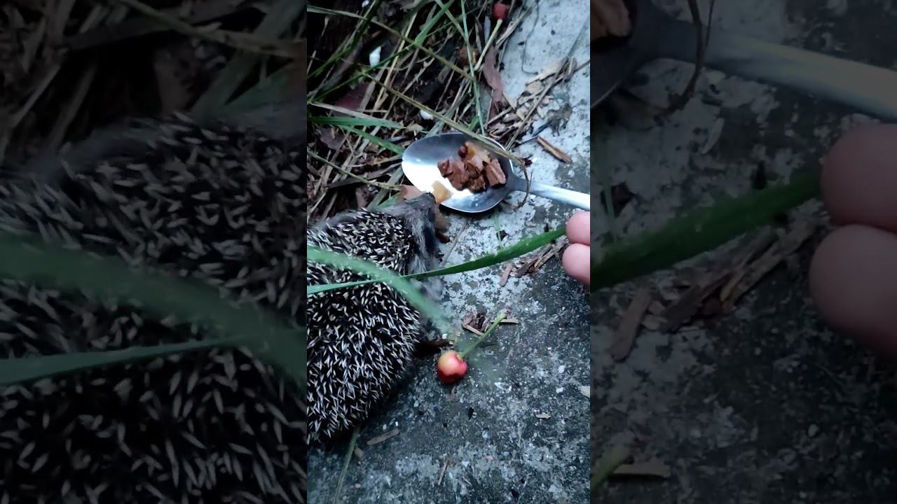 у наших ёжиков появились детки #виделивидео #жизньвчастномдоме #ежики #домвдеревне #кошкиндом