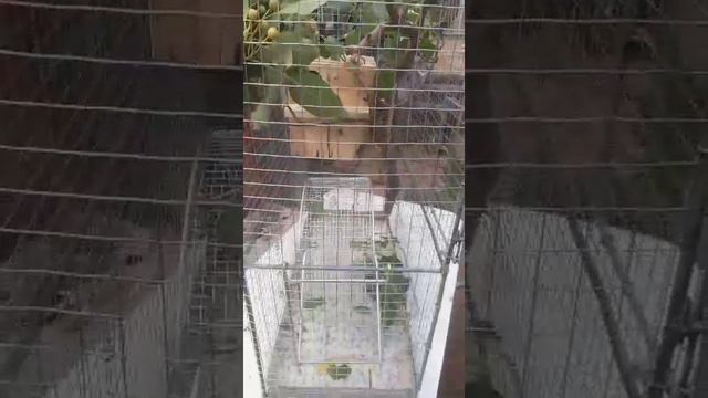 Новый большой дом для Чипа?